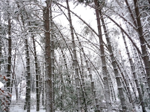Our neighbor's stand of red pine.